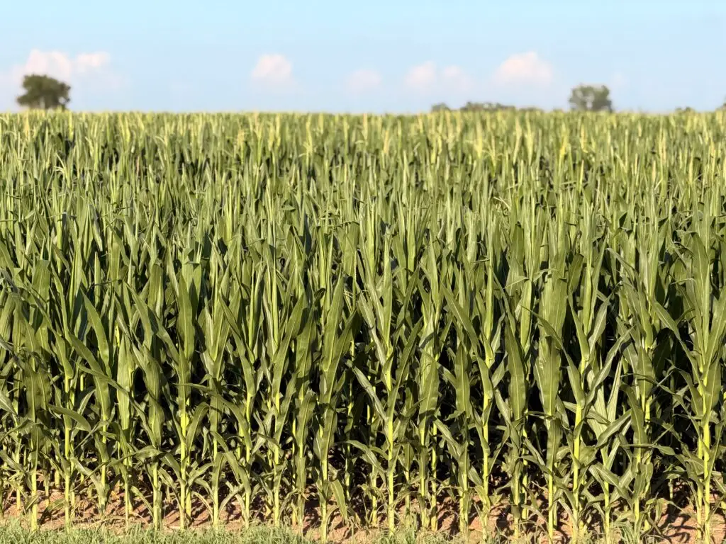 Lincoln County, SD Corn Field