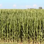 Lincoln County, SD Corn Field