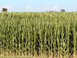 Lincoln County, SD Corn Field
